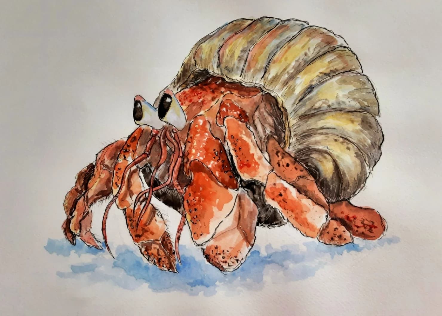 The Scavenger Crab