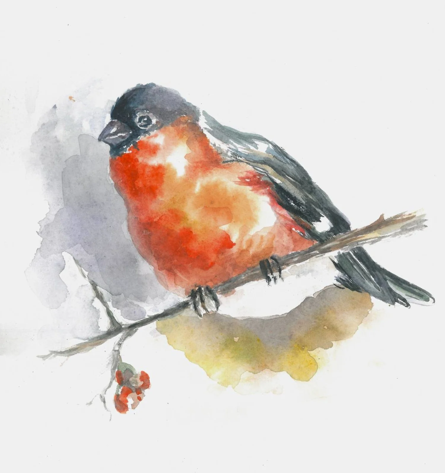 watercolor bullfinch