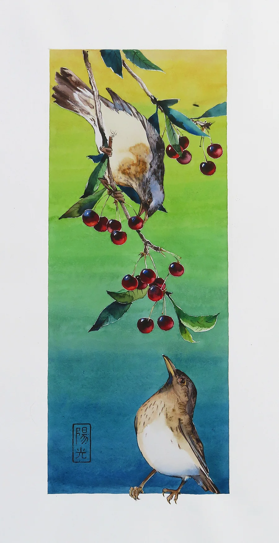 Cherries