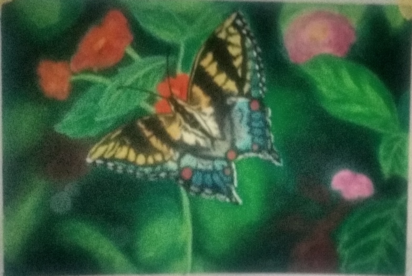 Butterfly
