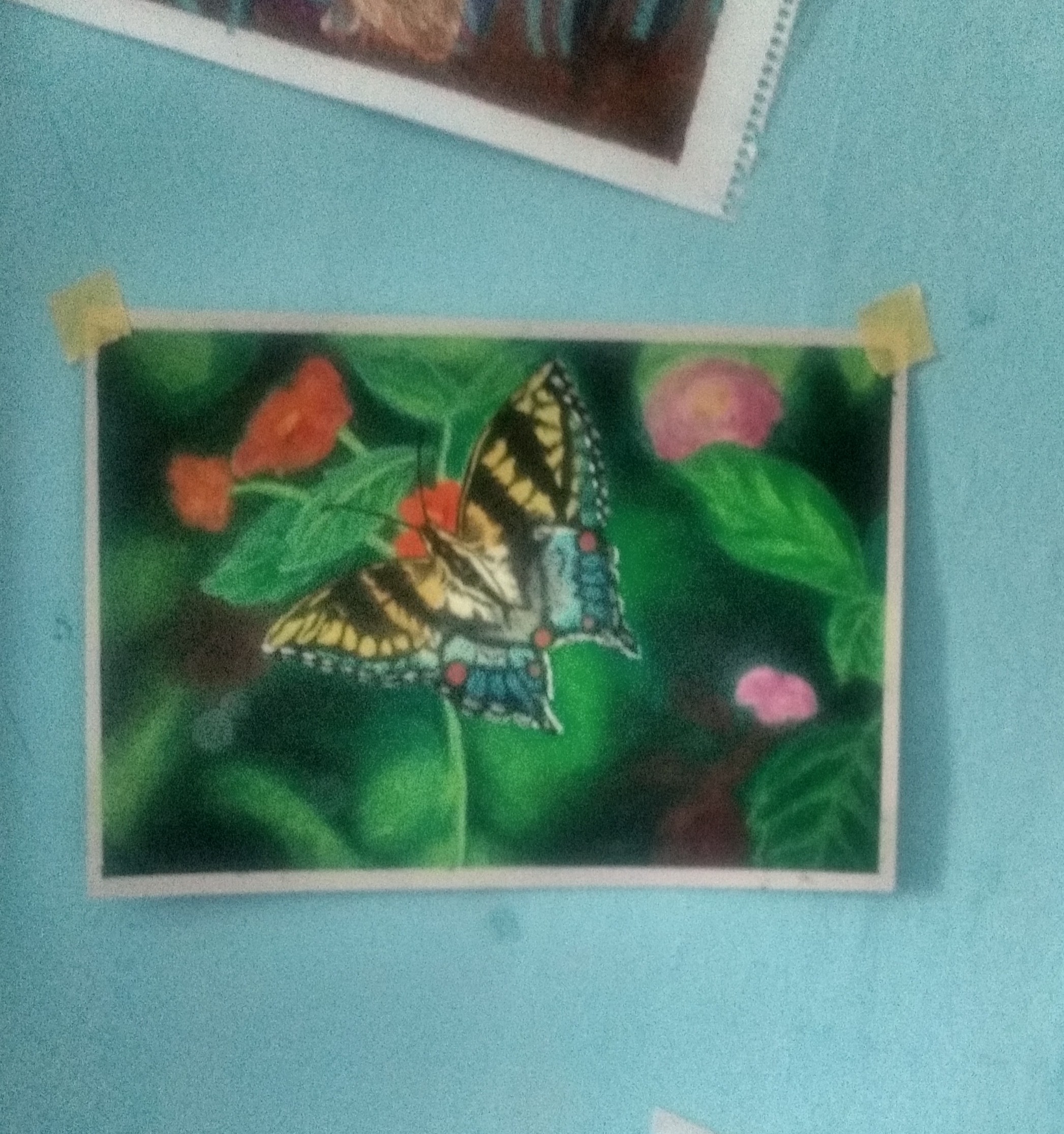 Butterfly